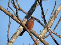 Coryphospingus cucullatus