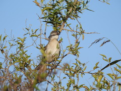 Mimus triurus