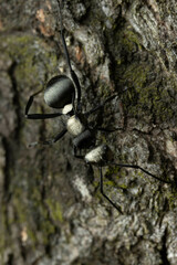 Polyrhachis daemeli