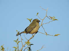 Saltator coerulescens