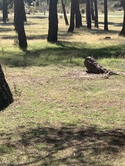 Phoenicurus ochruros