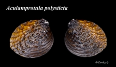 Unionoidea