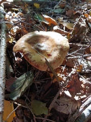 Agaricomycetes