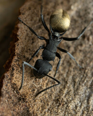 Polyrhachis erato