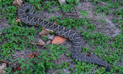 Crotalus durissus ruruima