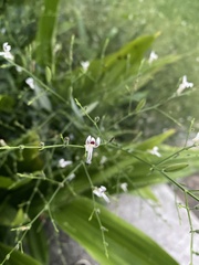 Andrographis paniculata