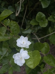 Jasminum sambac