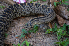 Crotalus durissus ruruima