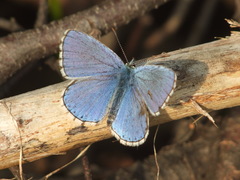 Polyommatus