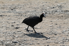 Fulica cristata