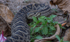 Crotalus durissus ruruima