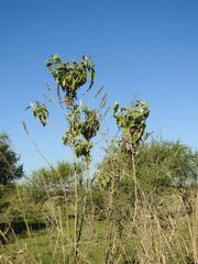Buddleja stachyoides
