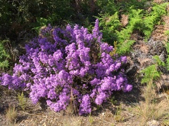 Felicia filifolia