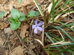 Vinca