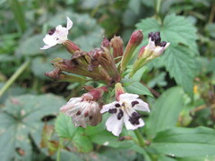 Microbotryum saponariae