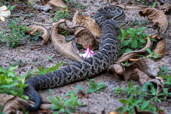 Crotalus durissus ruruima