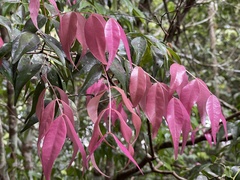 Syzygium luehmannii