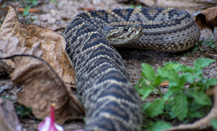 Crotalus durissus ruruima