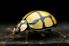 Harmonia testudinaria