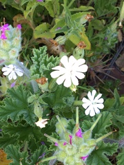 Silene undulata