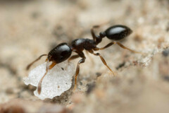 Monomorium