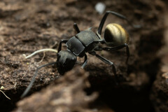 Polyrhachis tubifera