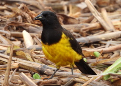 Pseudoleistes guirahuro