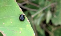 Hemisphaerius