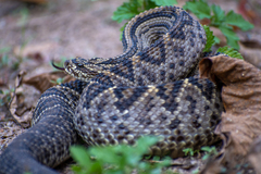 Crotalus durissus ruruima