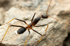 Leptomyrmex rothneyi