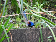Malurus lamberti
