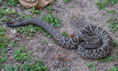 Crotalus durissus ruruima