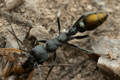 Myrmecia gilberti