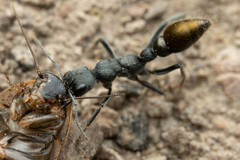 Myrmecia gilberti