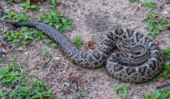 Crotalus durissus ruruima