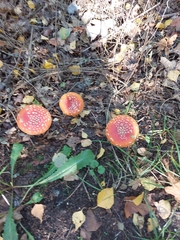 Amanita muscaria