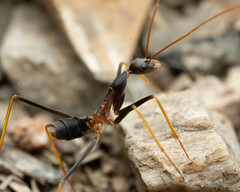 Leptomyrmex rothneyi