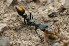 Myrmecia gilberti