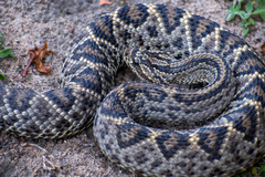 Crotalus durissus ruruima