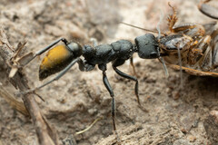Myrmecia gilberti