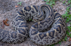 Crotalus durissus ruruima