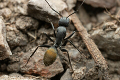Camponotus aeneopilosus