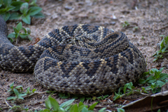 Crotalus durissus ruruima