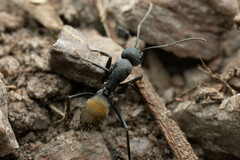 Camponotus aeneopilosus