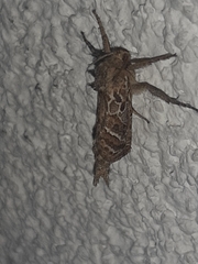 Triodia adriaticus