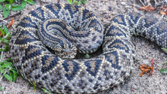 Crotalus durissus ruruima