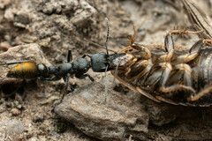 Myrmecia gilberti