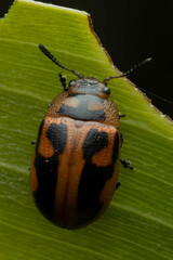 Calomela crassicornis