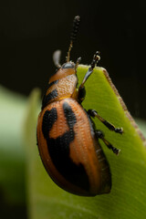 Calomela crassicornis