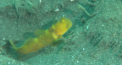 Cryptocentrus fasciatus